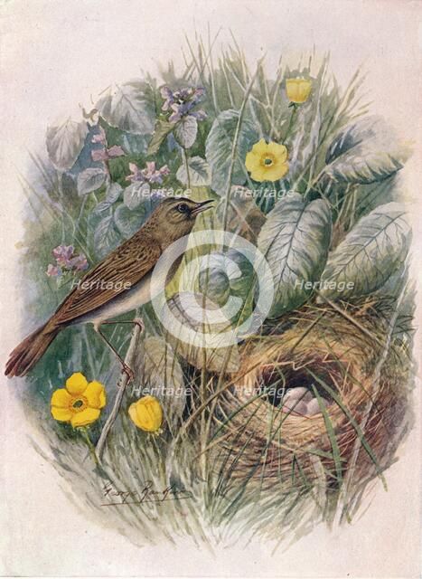 'Grasshopper-Warbler - Locustel'la nae'via', c1910, (1910). Artist: George James Rankin.
