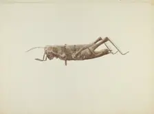 Grasshopper Weather Vane, c. 1936. Creator: Joseph Goldberg