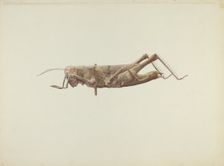 Grasshopper Weather Vane, c. 1936. Creator: Joseph Goldberg