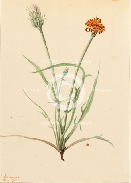 Grassleaf Agoseris (Agoseris graminifolia), 1905. Creator: Mary Vaux Walcott.
