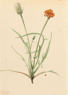 Grassleaf Agoseris (Agoseris graminifolia), 1905. Creator: Mary Vaux Walcott