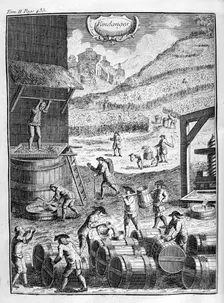 Grape harvest, 1775