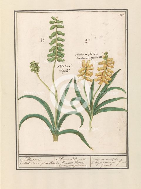 Grape Hyacinth (Muscari), 1596-1610. Creators: Anselmus de Boodt, Elias Verhulst.