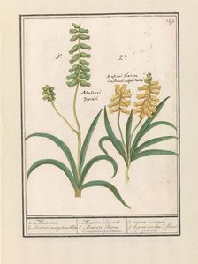 Grape Hyacinth (Muscari), 1596-1610. Creators: Anselmus de Boodt, Elias Verhulst