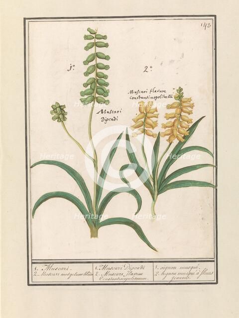 Grape Hyacinth (Muscari), 1596-1610. Creators: Anselmus de Boodt, Elias Verhulst.