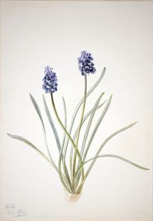 Grape Hyacinth (Muscari racemosum), 1920. Creator: Mary Vaux Walcott