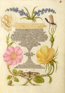 Grape Hyacinth, Wasplike Insect, Eglantine, Austrian Brier, and Mag..., 1561-2; illumination 1591-6. Creator: Joris Hoefnagel