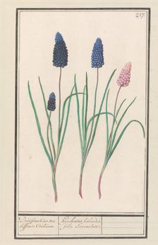 Grape hyacinths (Muscari botryoides), 1596-1610. Creators: Anselmus de Boodt, Elias Verhulst