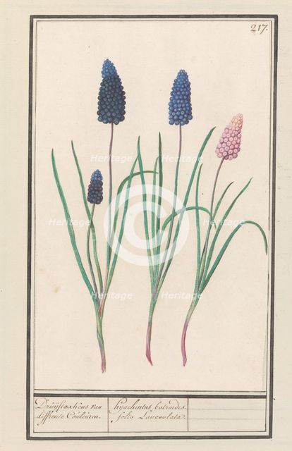 Grape hyacinths (Muscari botryoides), 1596-1610. Creators: Anselmus de Boodt, Elias Verhulst.