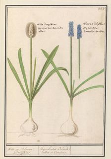 Grape hyacinths (Muscari botryoides), 1596-1610. Creators: Anselmus de Boodt, Elias Verhulst