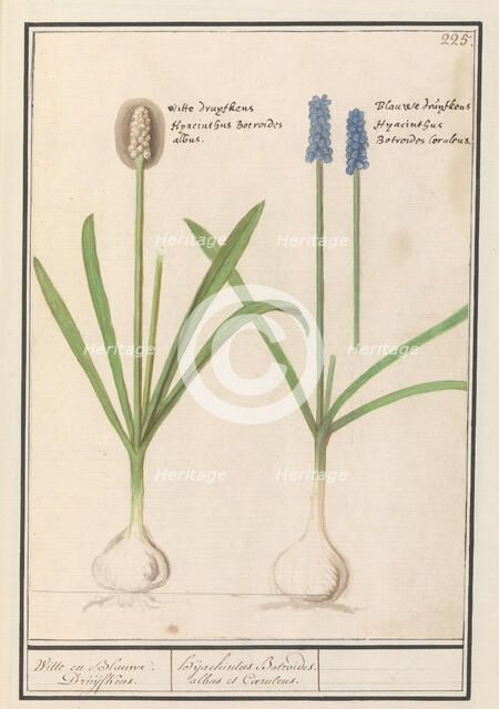 Grape hyacinths (Muscari botryoides), 1596-1610. Creators: Anselmus de Boodt, Elias Verhulst.