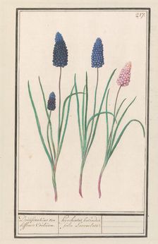 Grape hyacinths (Muscari botryoides), 1596-1610. Creators: Anselmus de Boodt, Elias Verhulst