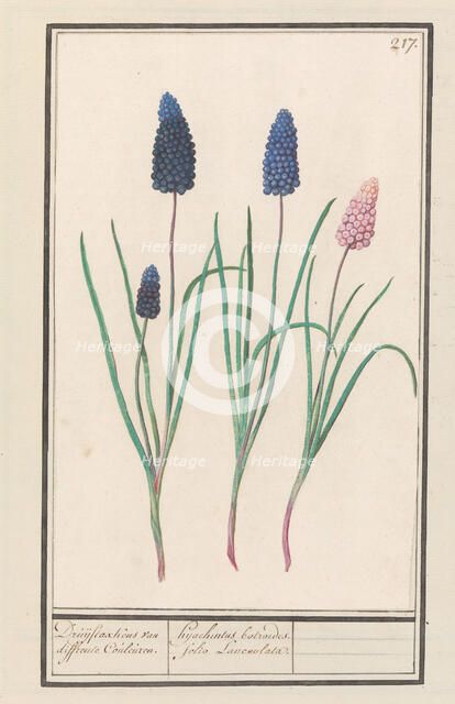Grape hyacinths (Muscari botryoides), 1596-1610. Creators: Anselmus de Boodt, Elias Verhulst.