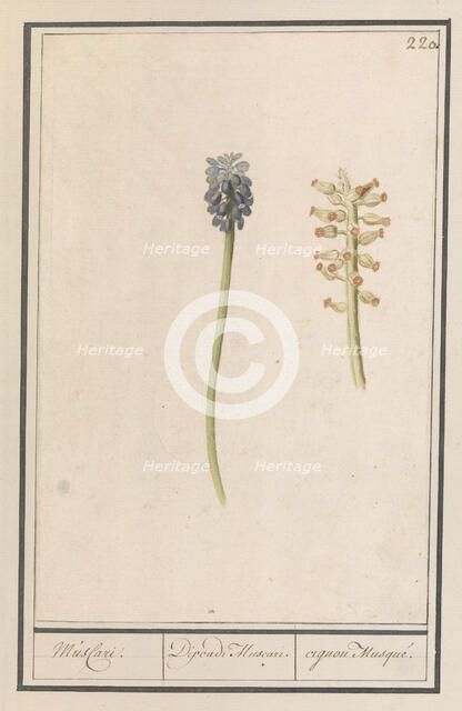 Grape hyacinths (Muscari botryoides), 1596-1610. Creators: Anselmus de Boodt, Elias Verhulst.