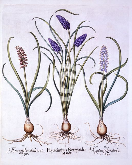 Grape Hyacinths, from 'Hortus Eystettensis', by Basil Besler (1561-1629), pub. 1613 (hand-coloured e