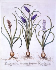 Grape Hyacinths, from Hortus Eystettensis by Basil Besler (1561-1629), pub. 1613 (hand-coloured e