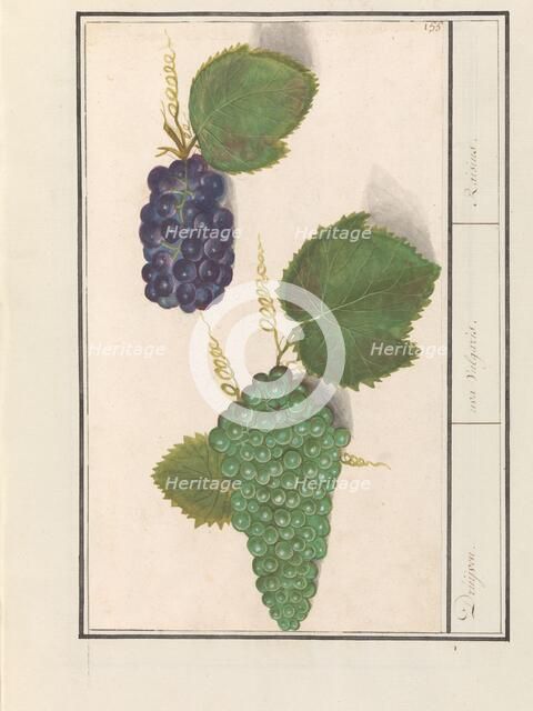 Grape (Vitis vinifera), 1596-1610. Creators: Anselmus de Boodt, Elias Verhulst.