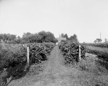 Grape vines at Rio Vista, Grosse Ile, Mich., between 1900 and 1910. Creator: William H. Jackson