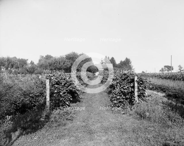 Grape vines at Rio Vista, Grosse Ile, Mich., between 1900 and 1910. Creator: William H. Jackson.