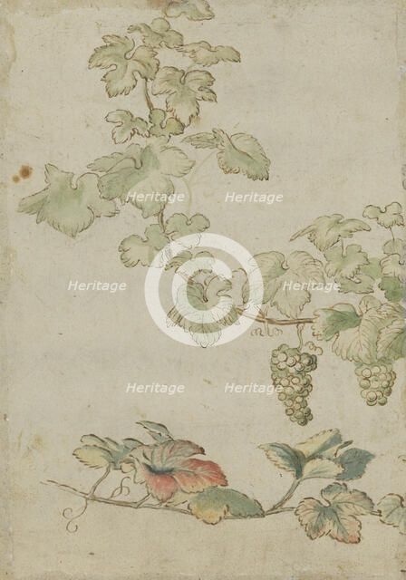 Grapevine, c17th century. Creator: Unknown.