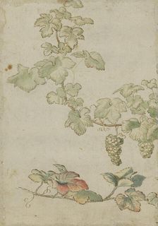 Grapevine, c17th century. Creator: Unknown