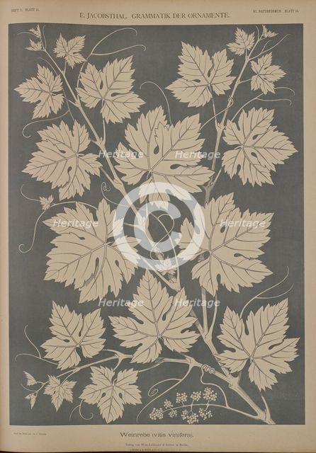 Grapevine (vitis vinifera), 1874.  Creator: Unknown.