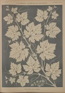 Grapevine (vitis vinifera), 1874. Creator: Unknown