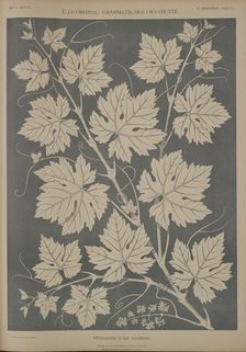 Grapevine (vitis vinifera), 1874. Creator: Unknown