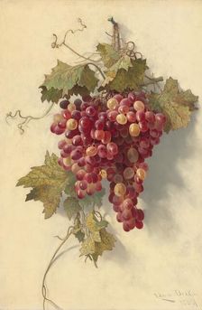 Grapes Against White Wall, 1883. Creator: Edwin Deakin