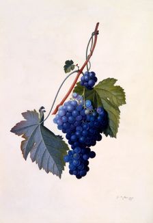 Grapes, c. 1747 (hand coloured engraving). Creator: "Georg Dionysius Ehret (1710 - 70); Ehret, Georg Dionysius (1710-1770)"