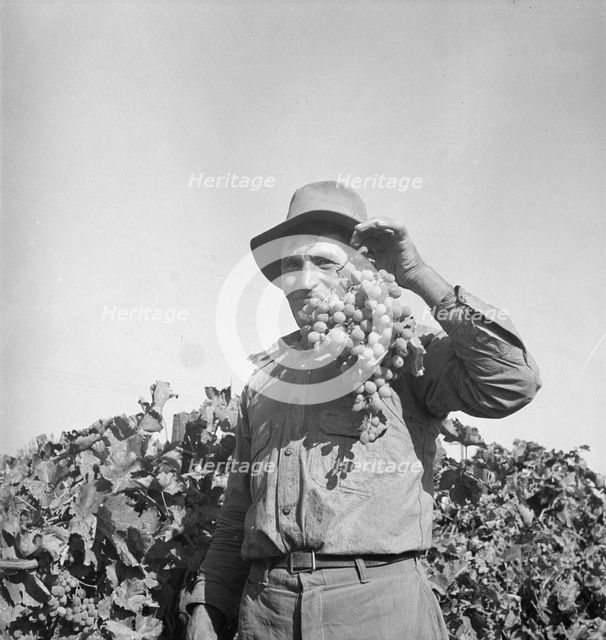 Grapes grown in Kern County, California, 1936. Creator: Dorothea Lange.