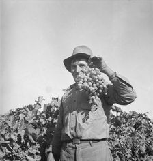Grapes grown in Kern County, California, 1936. Creator: Dorothea Lange