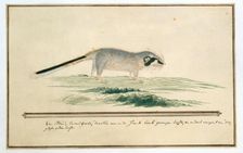 Graphiurus ocularis (Spectacled dormouse), 1777-1786. Creator: Robert Jacob Gordon