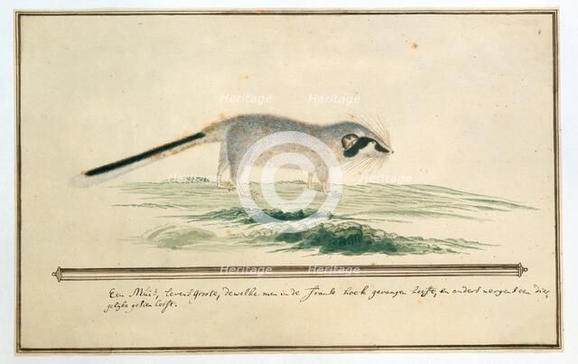 Graphiurus ocularis (Spectacled dormouse), 1777-1786. Creator: Robert Jacob Gordon.