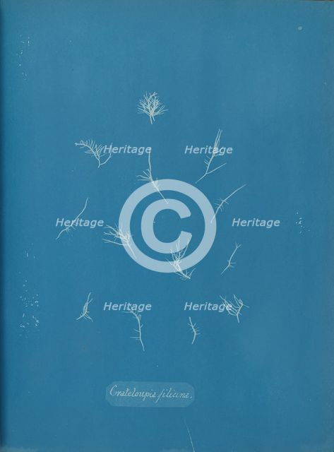 Grateloupia filicina, ca. 1853. Creator: Anna Atkins.