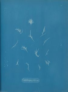 Grateloupia filicina, ca. 1853. Creator: Anna Atkins
