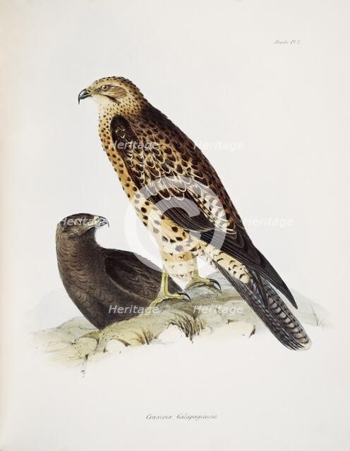 Graxirex Galapagoensis. Artist: Unknown.