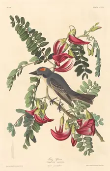 Gray Tyrant, 1833. Creator: Robert Havell
