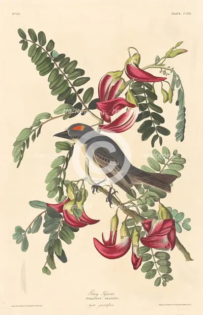 Gray Tyrant, 1833. Creator: Robert Havell.