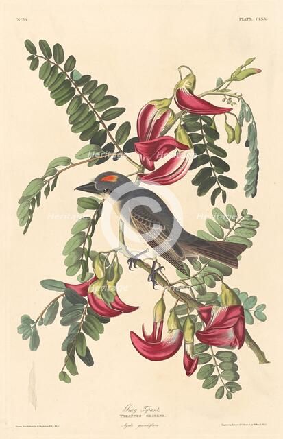 Gray Tyrant, 1833. Creator: Robert Havell.