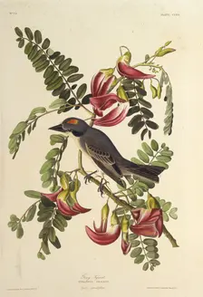 Gray Tyrant. From "The Birds of America", 1827-1838. Creator: Audubon, John James (1785-1851)