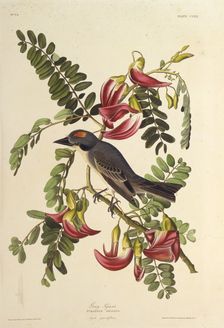 Gray Tyrant. From "The Birds of America", 1827-1838. Creator: Audubon, John James (1785-1851)