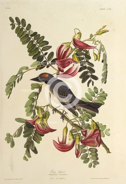 Gray Tyrant. From "The Birds of America", 1827-1838. Creator: Audubon, John James (1785-1851).