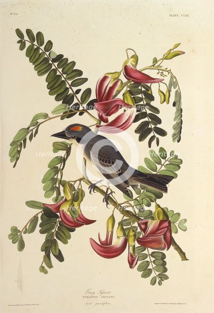 Gray Tyrant. From "The Birds of America", 1827-1838. Creator: Audubon, John James (1785-1851).