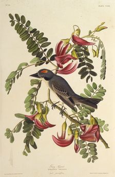 Gray Tyrant. From "The Birds of America", 1827-1838. Creator: Audubon, John James (1785-1851)