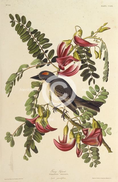 Gray Tyrant. From "The Birds of America", 1827-1838. Creator: Audubon, John James (1785-1851).