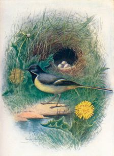 Gray Wagtail - Motacil'la melano'pe c1910, (1910). Artist: George James Rankin