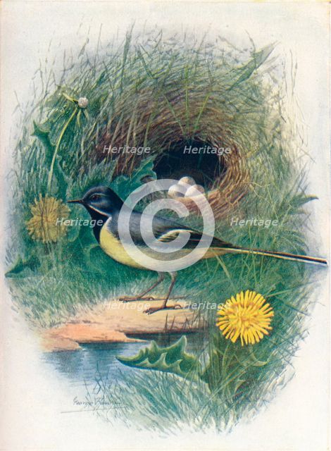 'Gray Wagtail - Motacil'la melano'pe', c1910, (1910). Artist: George James Rankin.