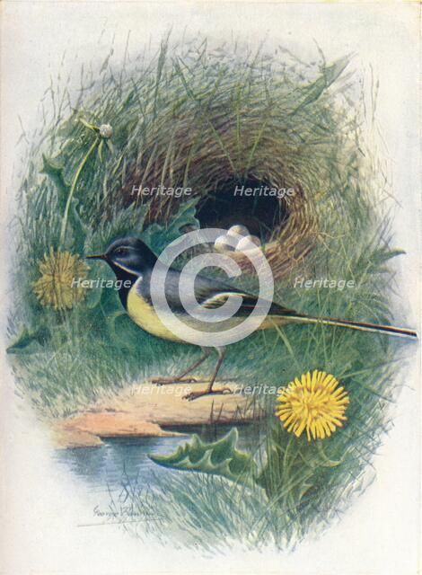 'Gray Wagtail - Motacil'la melano'pe', c1910, (1910). Artist: George James Rankin.