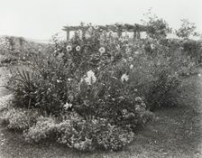 "Gray Gardens," Robert Carmer Hill house, Lily Pond Lane, East Hampton, New York, 1914. Creator: Frances Benjamin Johnston